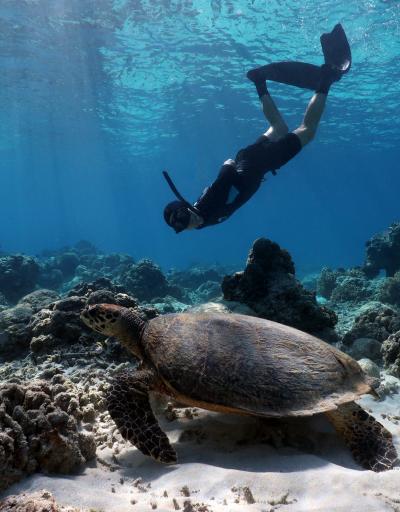 Freediver with a Sea Turtle
