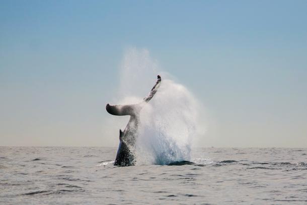Humpback Whale, Baja California Sur, Mexico