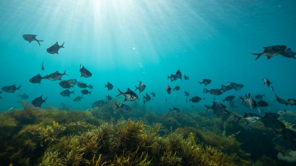 Sweep over Seaweed Forest, Great Southern Reef, Australia