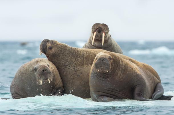 Walruses, Svalbard, Norway